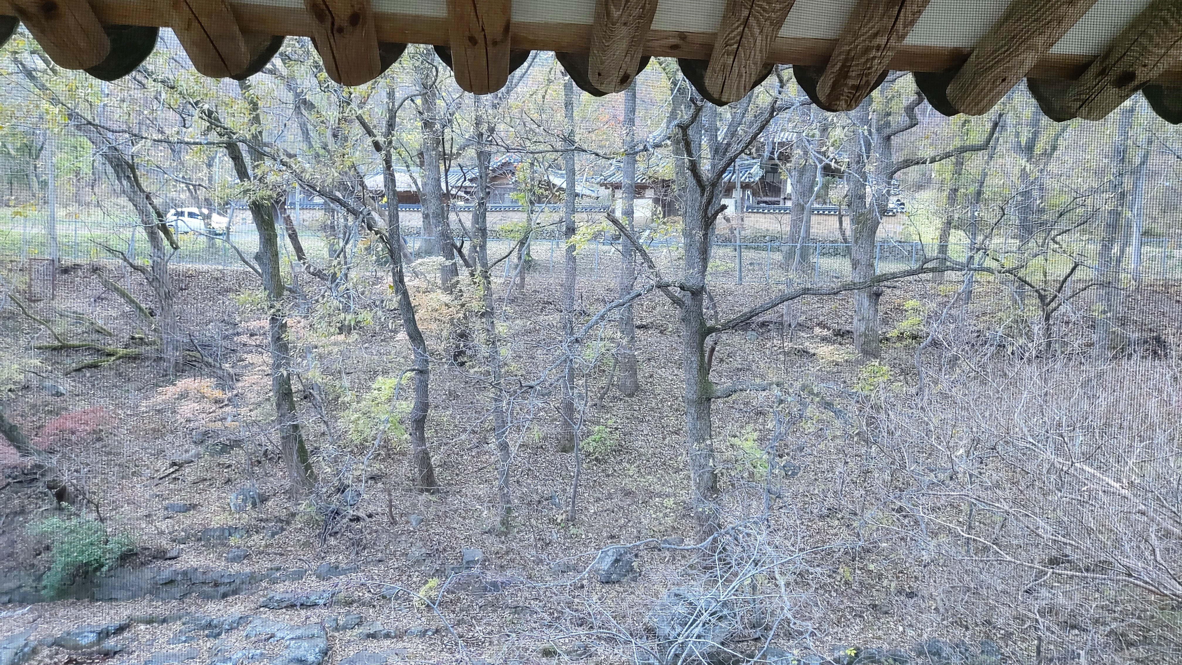 《호야》 벼랑 끝에서 피어난 국수 한 가닥의 기적